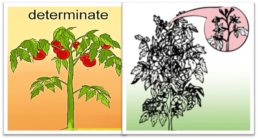 تیپ رشدی گوجه فرنگی از نوع رشد محدود