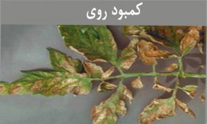 علامت کمبود روی در گوجه فرنگی