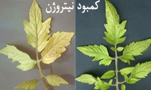 علامت کمبود نیتروژن در گوجه فرنگی