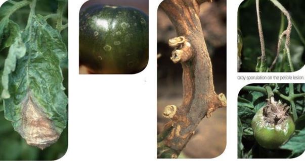 علائم بیماری بوتریتیس روی برگ، ساقه و میوه گوجه فرنگی