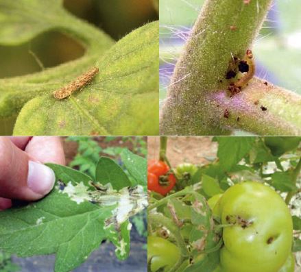 علایم خسارت پروانه مینوز در برگ و میوه گوجه فرنگی
