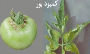 علامت کمبود بر در برگ و میوه گوجه فرنگی