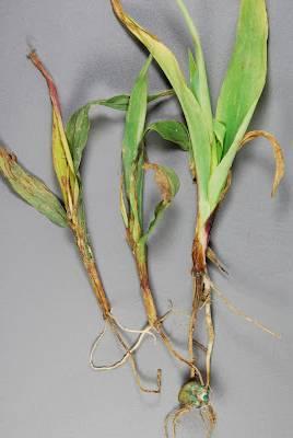 علایم بیماري پوسیدگی ریشه و مرگ گیاهچه ذرت شامل تغییر رنگ ریشه
